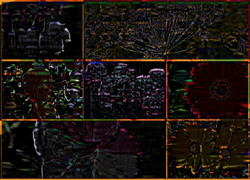 Collage of Distorted Flowers
