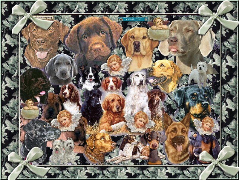 Collage of Dog Breeds