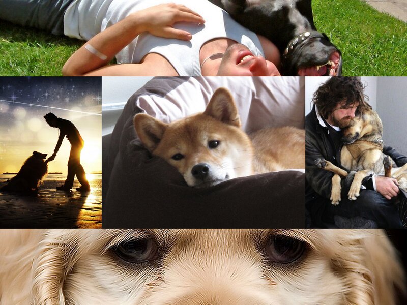 Collage of dogs and people