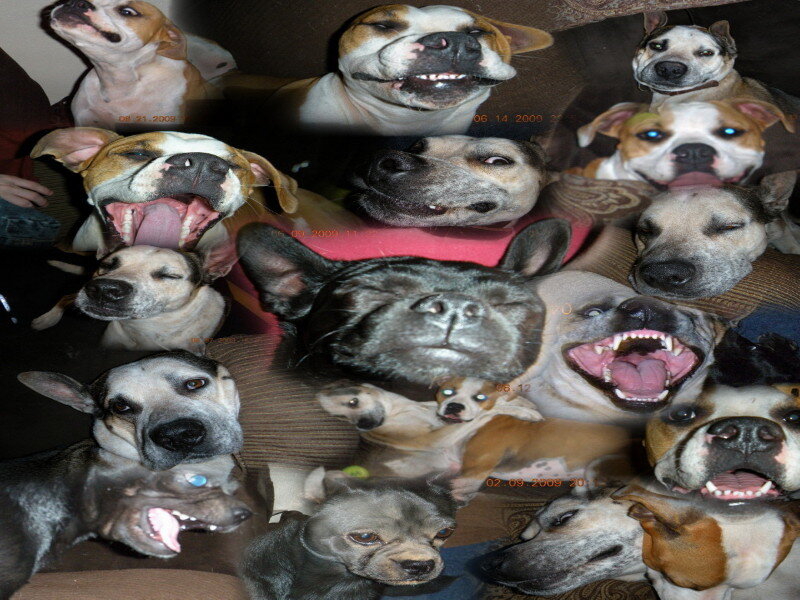 collage of dogs on couch