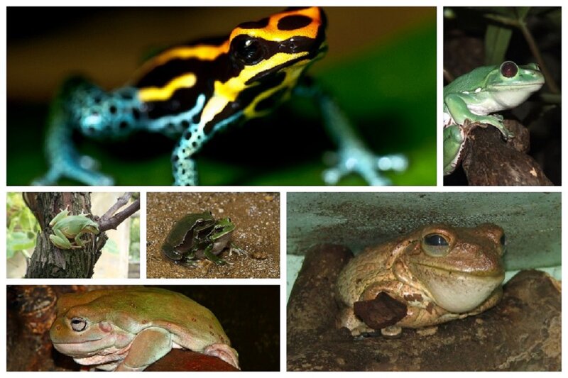 Collage of Five Frogs