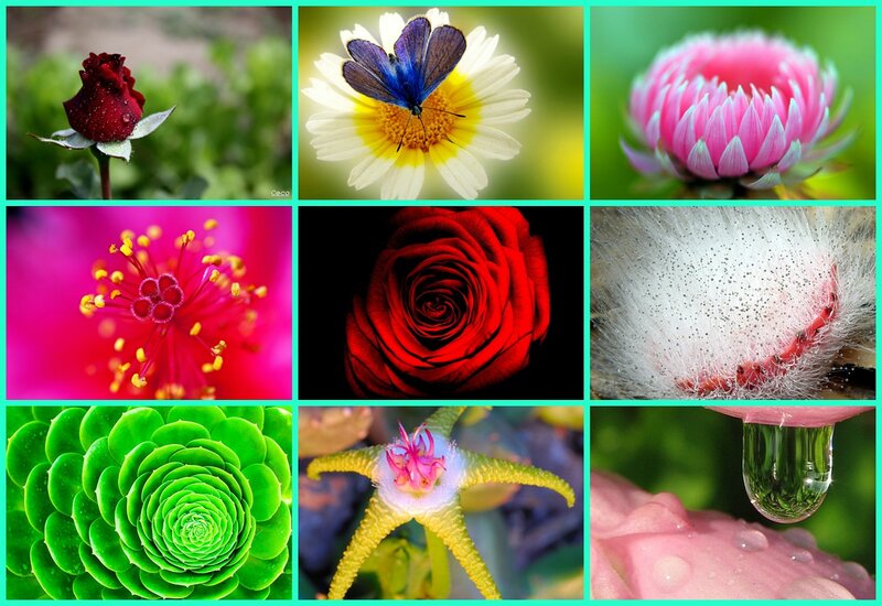 Collage of Flower Images — Green