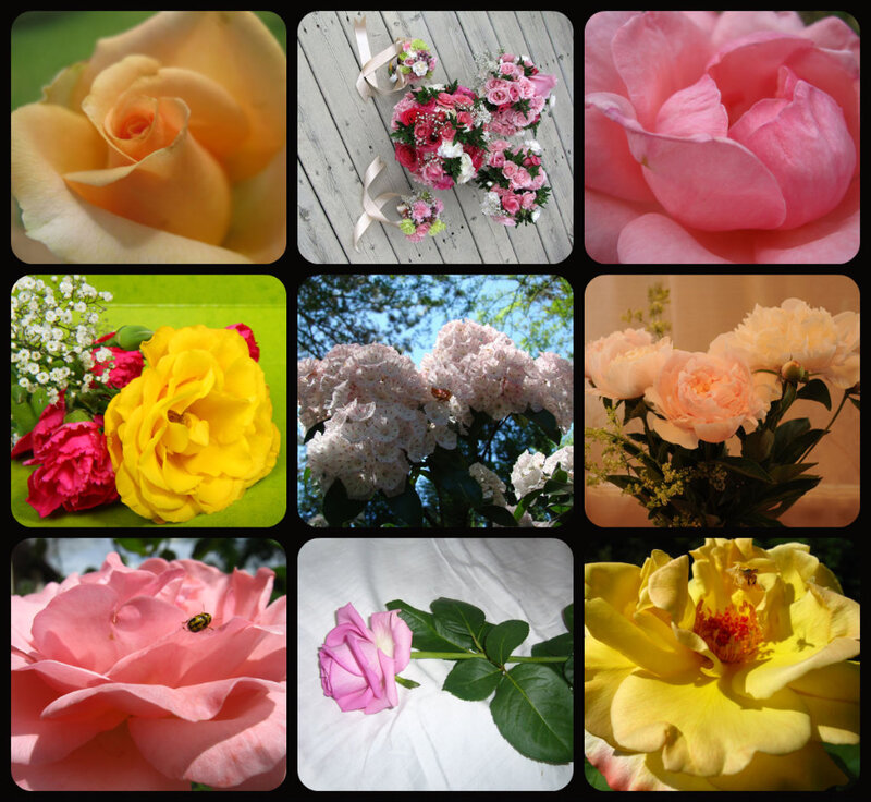 Collage of Flower Images