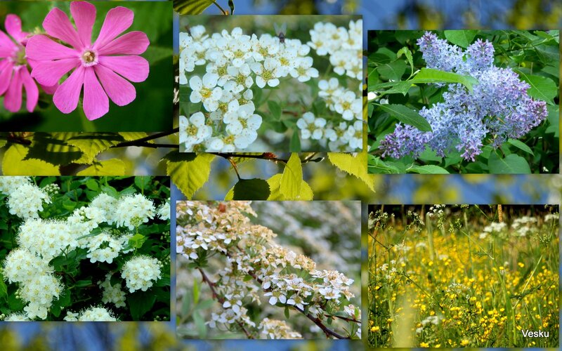 Collage of Flowering Plants