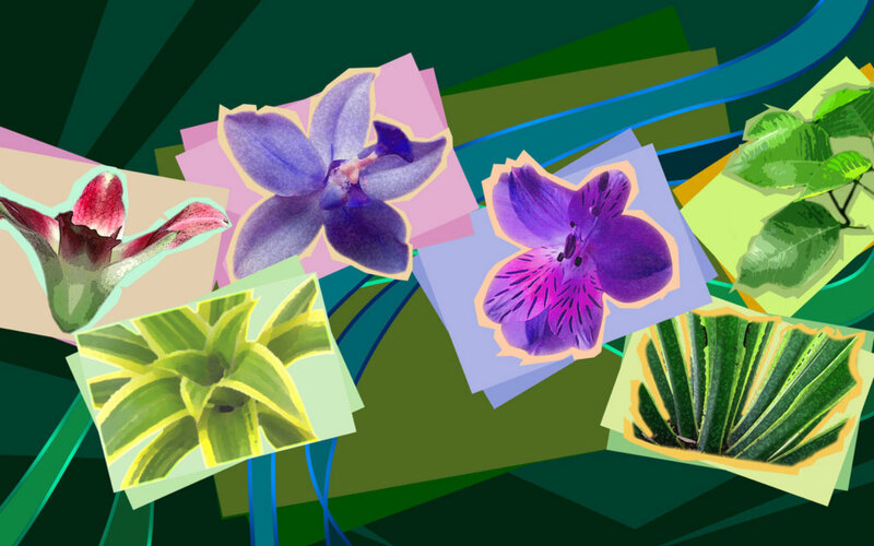 Collage of Flowers and Plants
