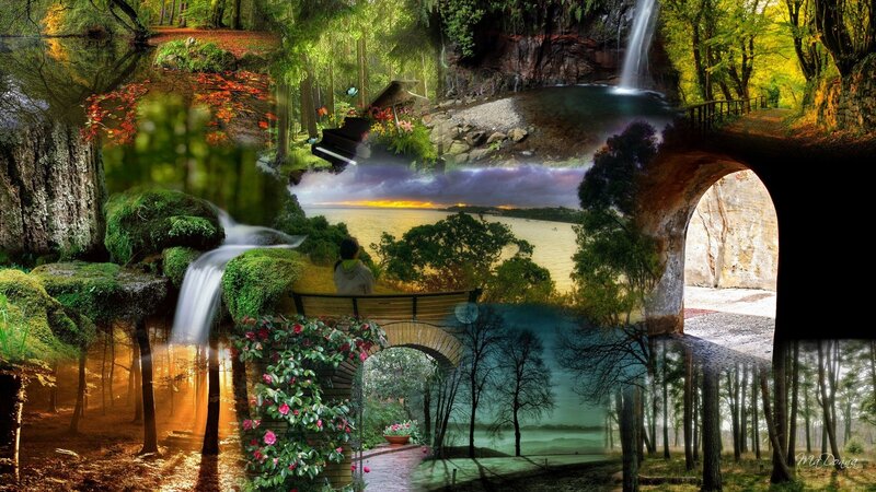 collage of forest scenes