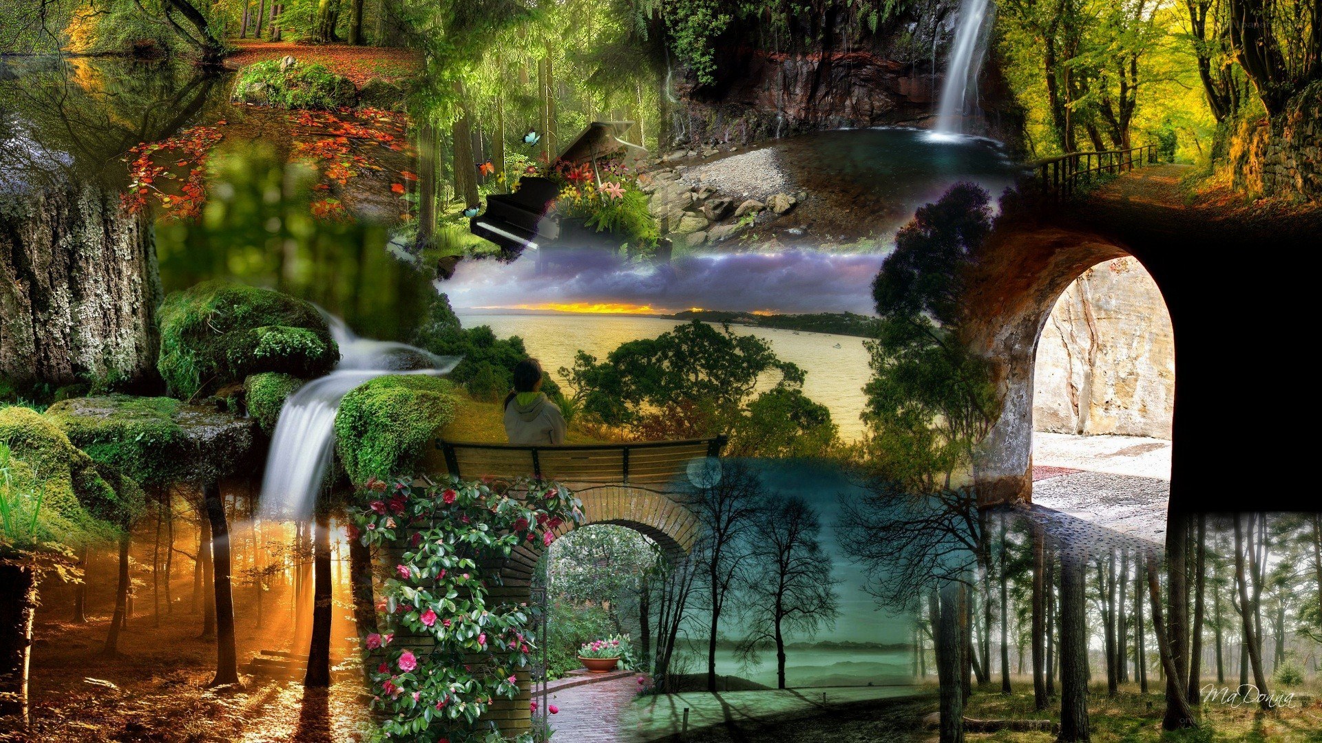 collage of forest scenes