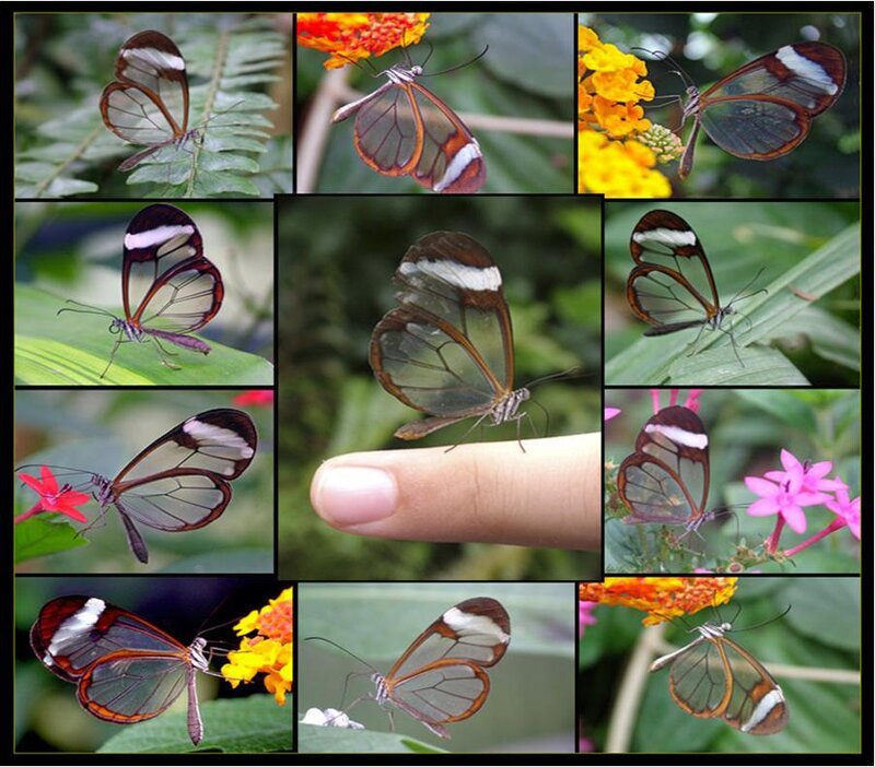 Collage of glasswing butterflies