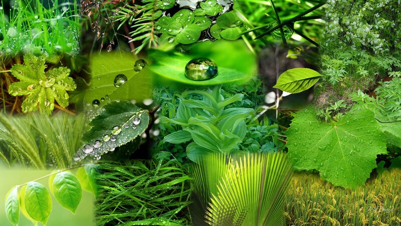 Collage of Green Plants