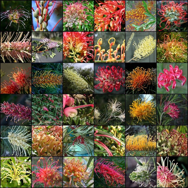 Collage of Grevillea flowers
