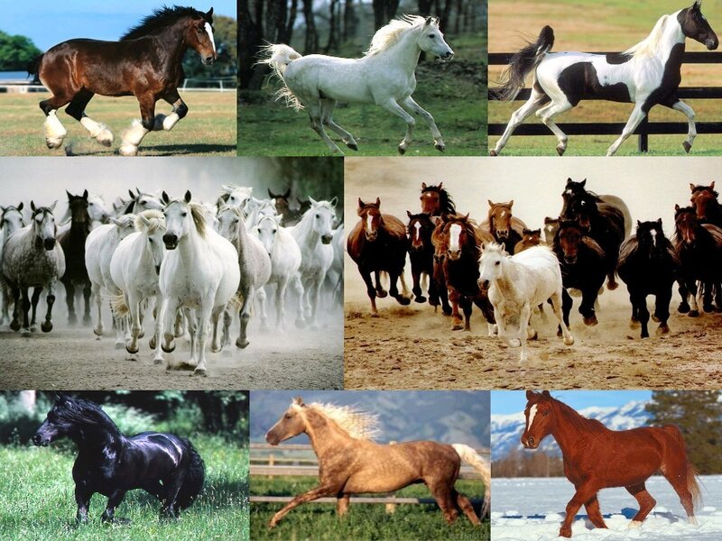 Collage of horses running