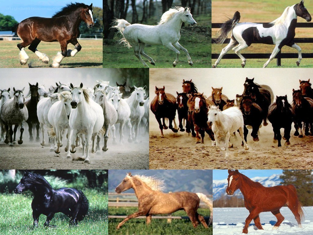 Collage of horses running