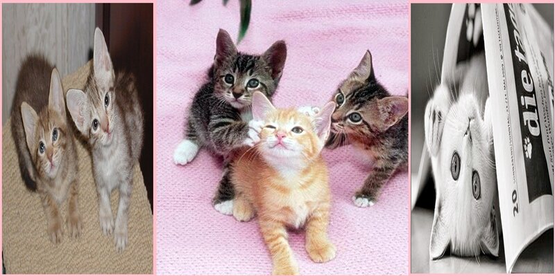 Collage of kittens