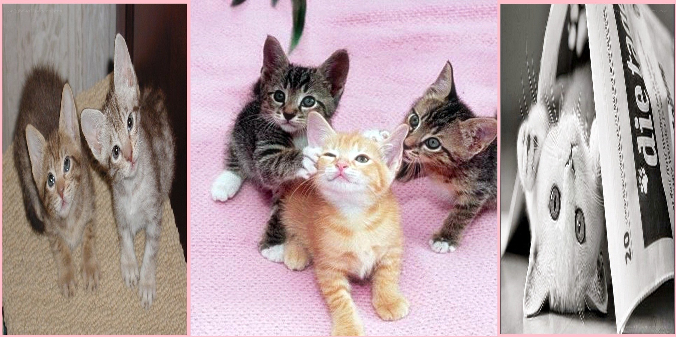 Collage of kittens