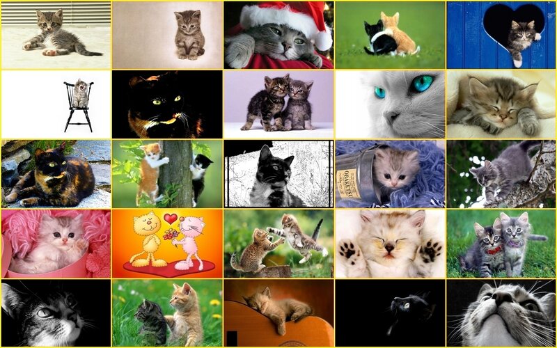Collage of kittens and cats