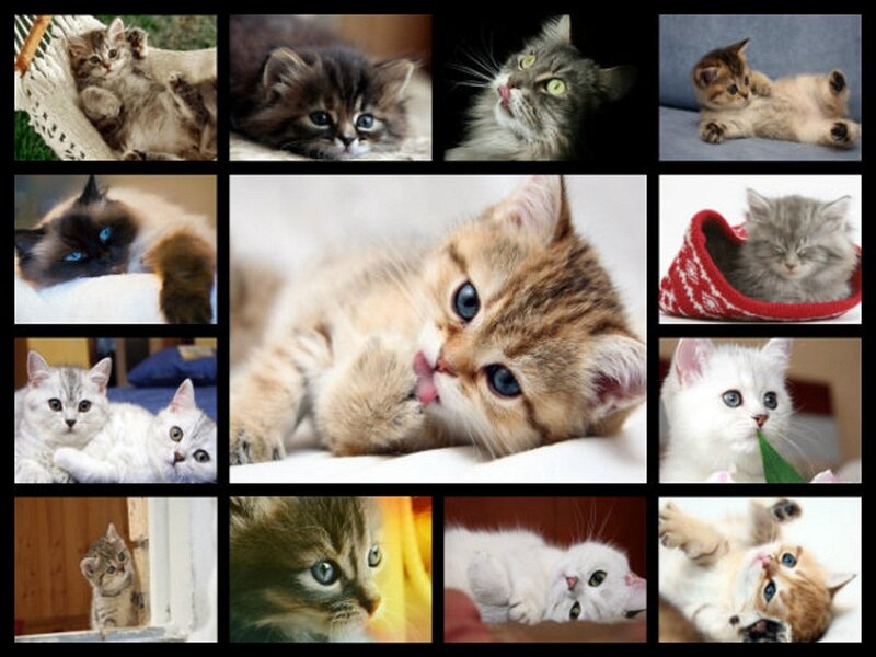 Collage of Kittens — White