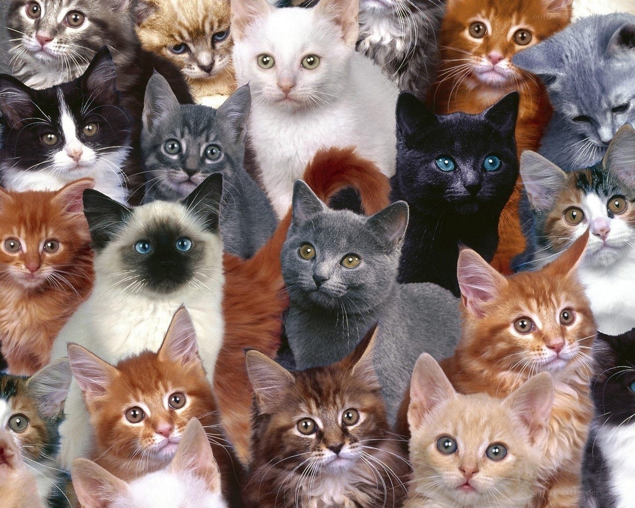 collage of kittens