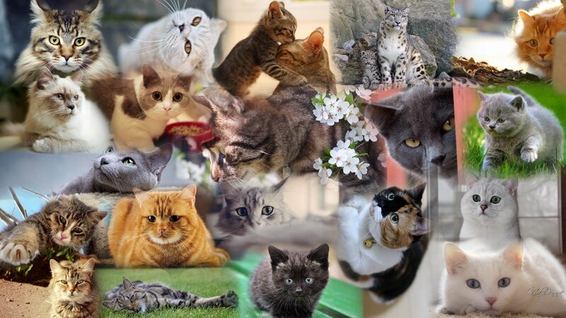 Collage of Multiple Cats