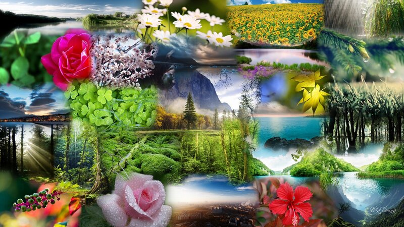 Collage of Nature Scenes — Green, Serene