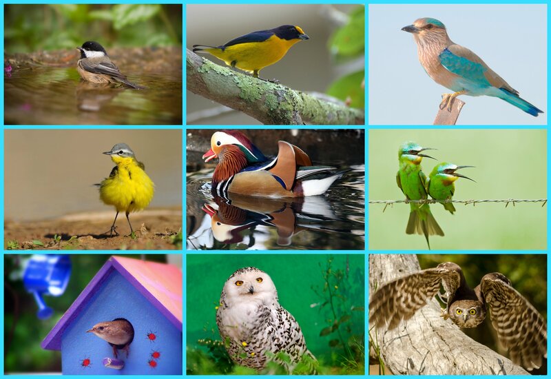 Collage of Nine Birds