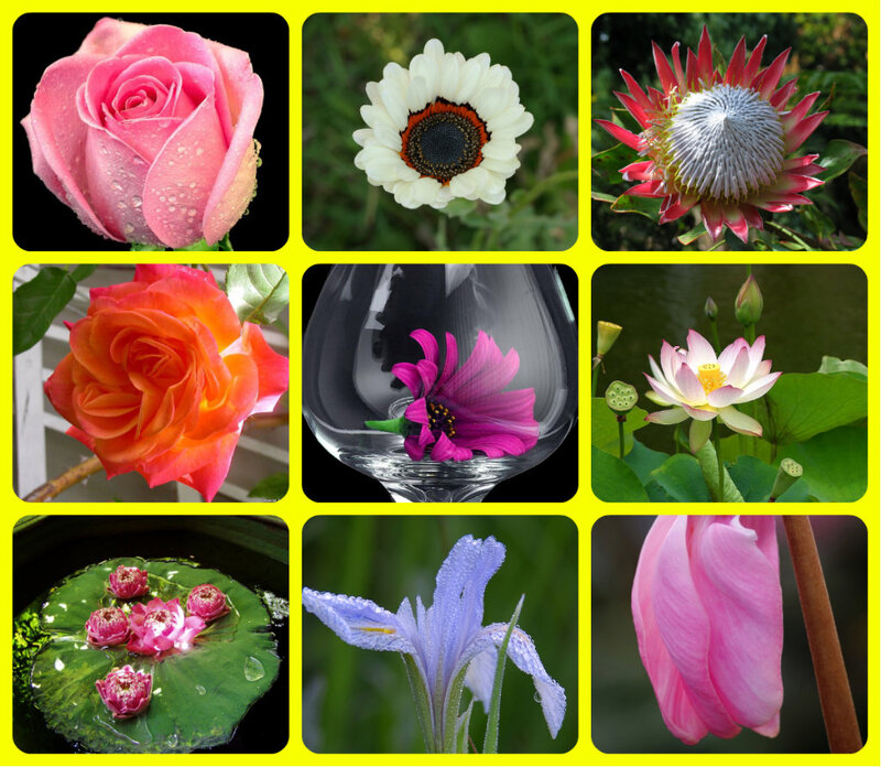 Collage of Nine Flowers — Pink