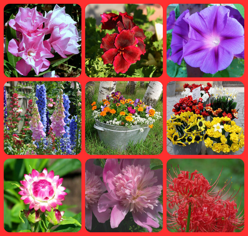 Collage of Nine Flowers — Pink, Vibrant