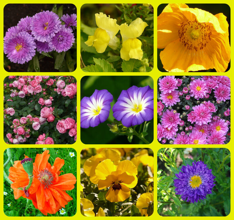 Collage of Nine Flowers — Purple