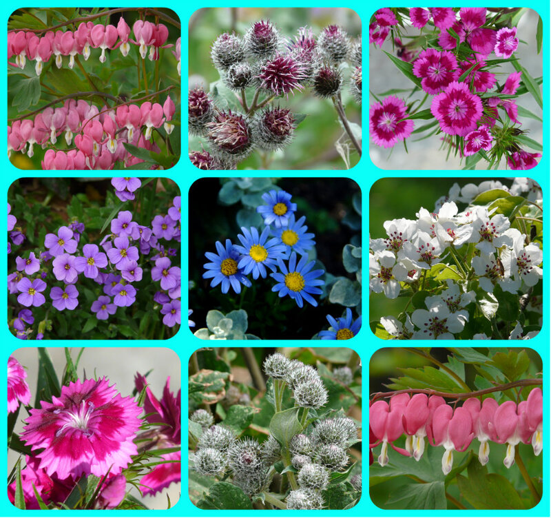 Collage of Nine Flowers