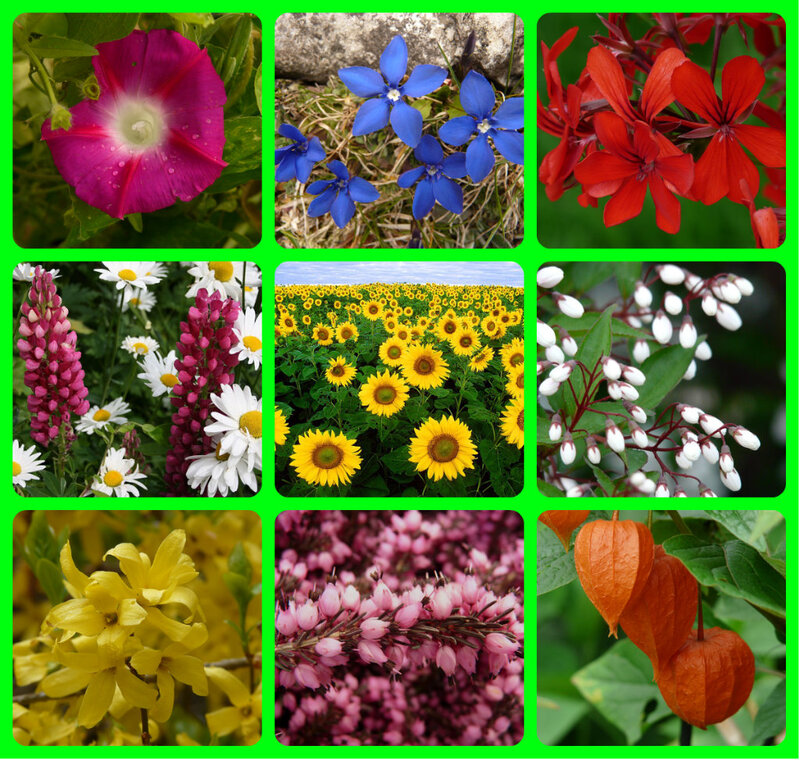 Collage of Nine Flowers — Yellow