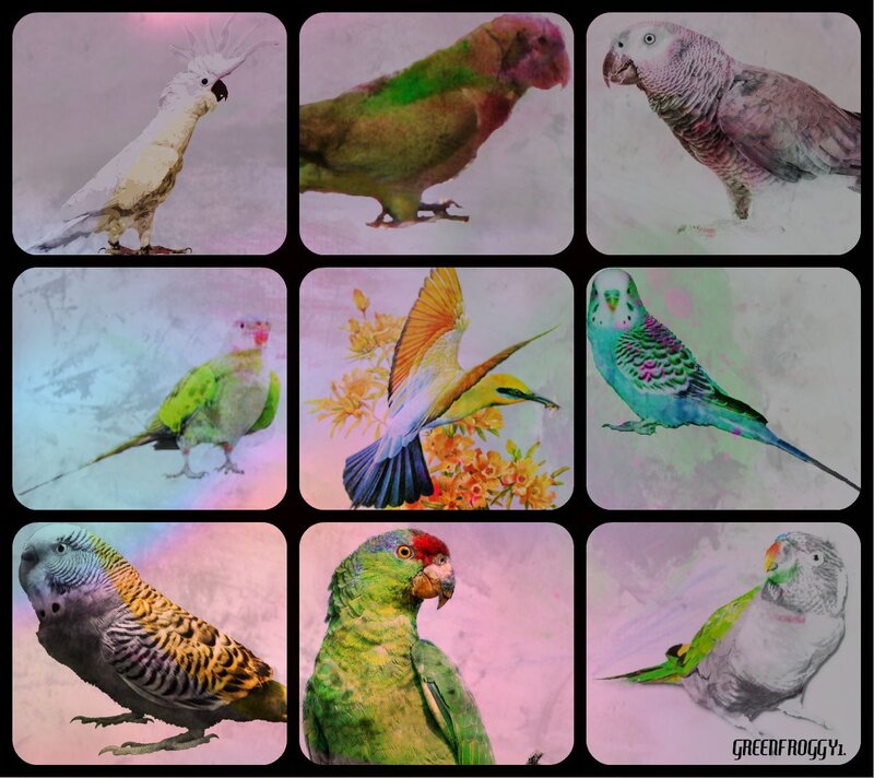 Collage of Nine Parrots