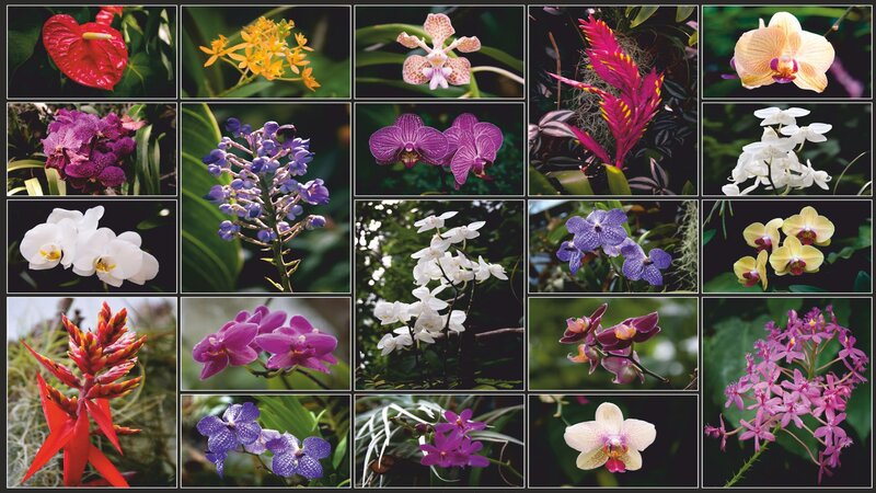 Collage of Orchid Flowers