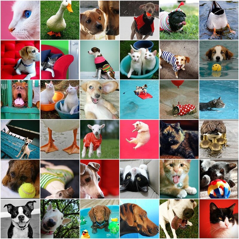 Collage of pets in various scenes