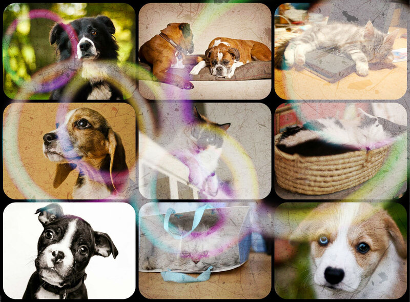 Collage of Pets