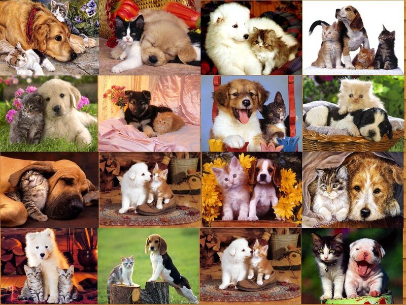 Collage of puppies and kittens