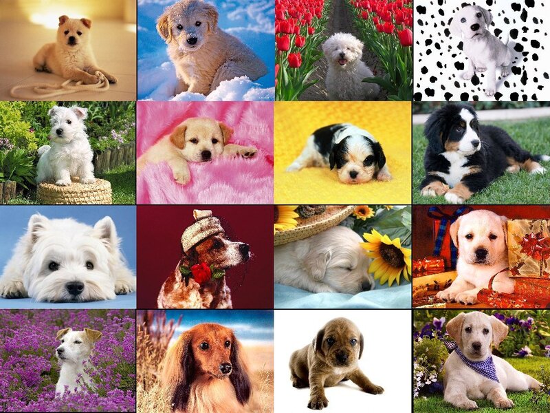 Collage of puppies in various settings