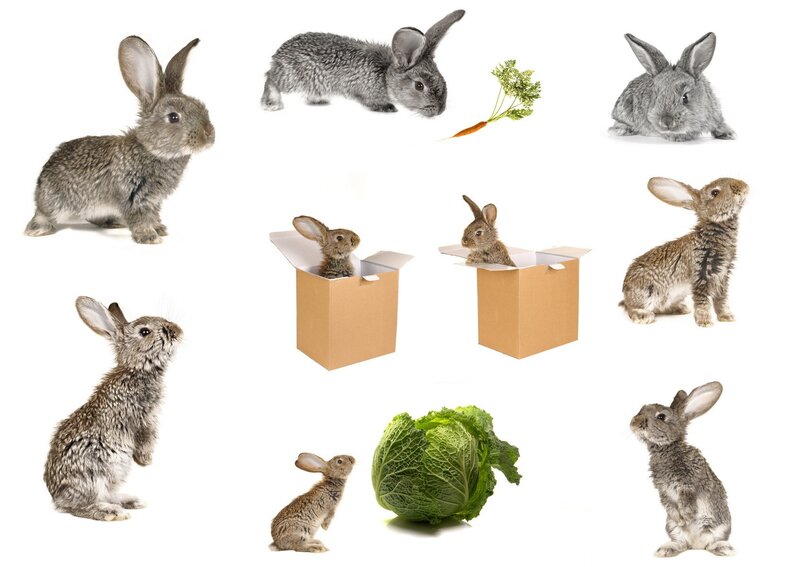 Collage of rabbits and vegetables