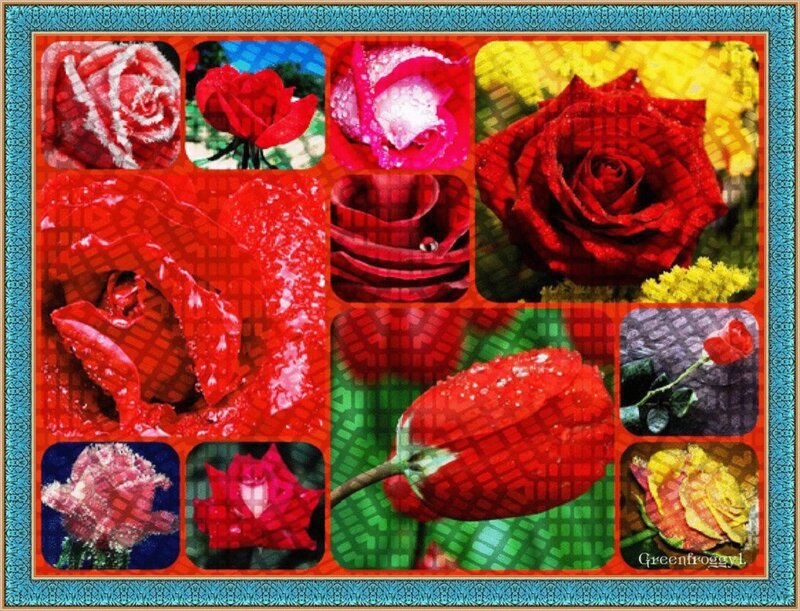 Collage of Red Roses
