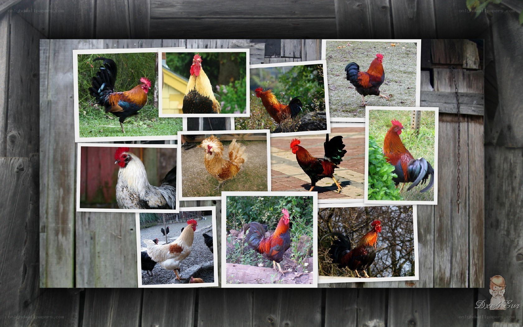 Collage of roosters