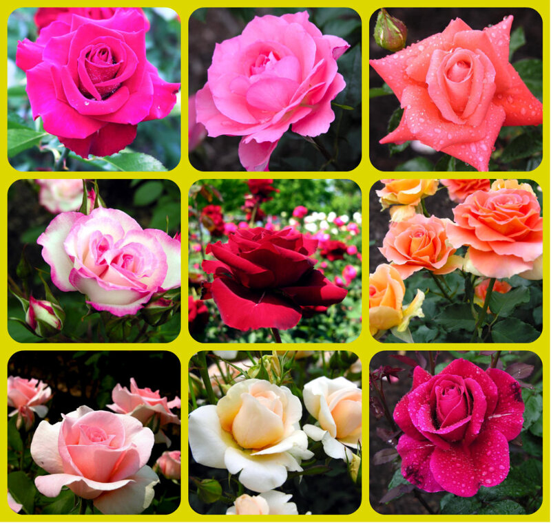 Collage of Rose Flowers — Pink, Calm, Afternoon