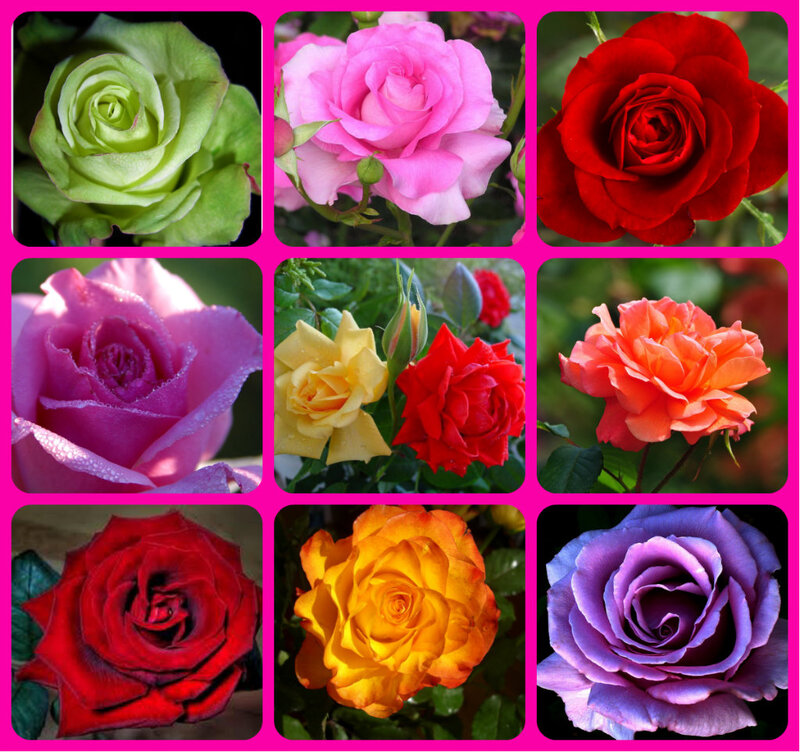 Collage of Rose Flowers — Pink, Calm, Photograph