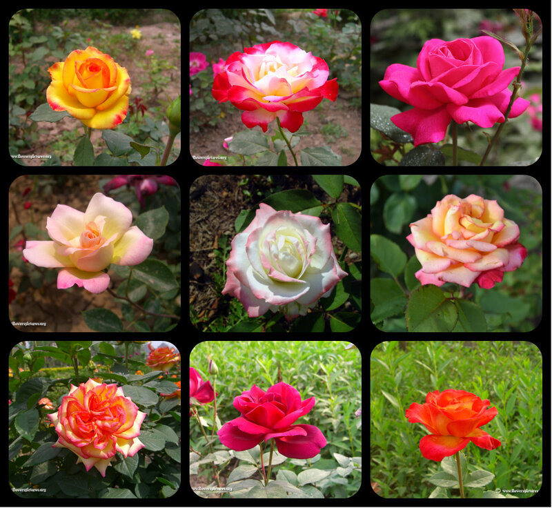 Collage of Rose Flowers — Pink, Calm