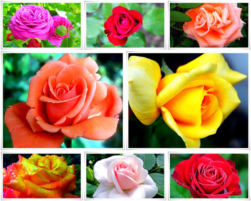 Collage of Rose Flowers — Pink