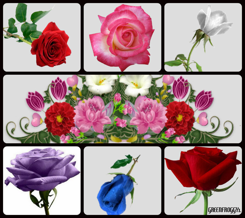 Collage of Rose Flowers — Red, Calm