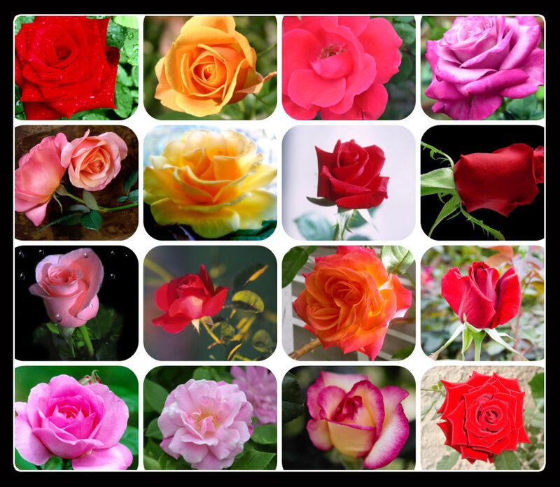 Collage of Rose Flowers — Red