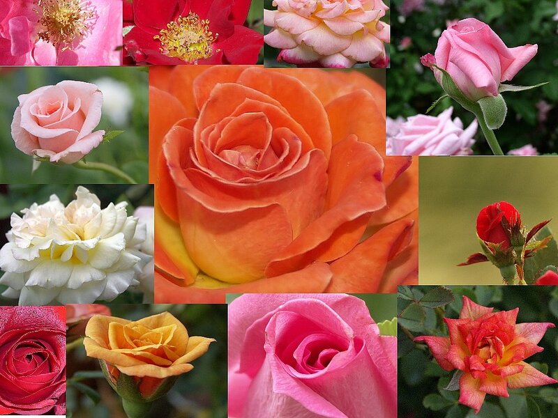 Collage of Rose Flowers