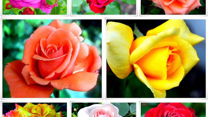 Collage of Rose Flowers — Yellow, Calm