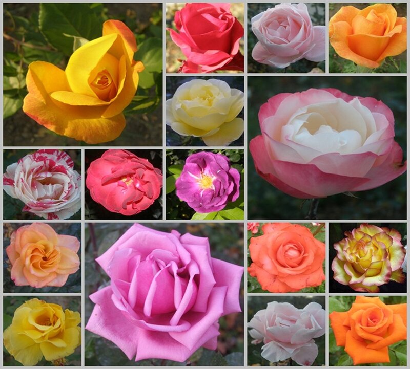 Collage of Rose Flowers — Yellow
