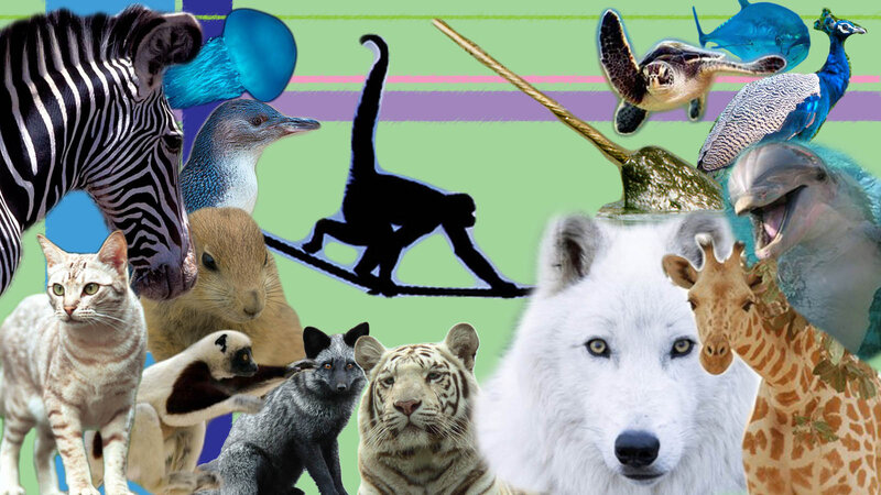 Collage of Various Animals — Green, Playful