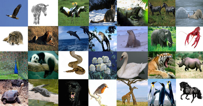 Collage of Various Animals — Green