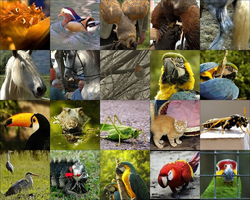 Collage of various animals